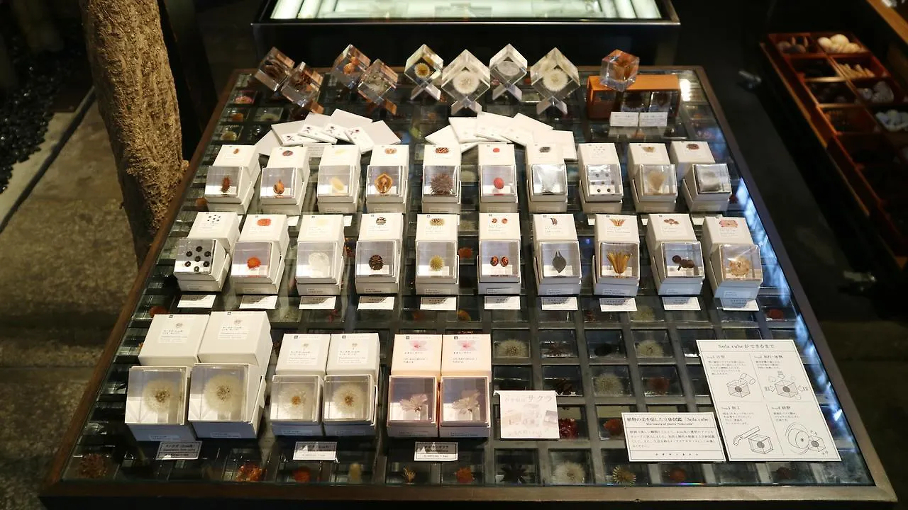 Usaginonedoko Kyoto 0*,